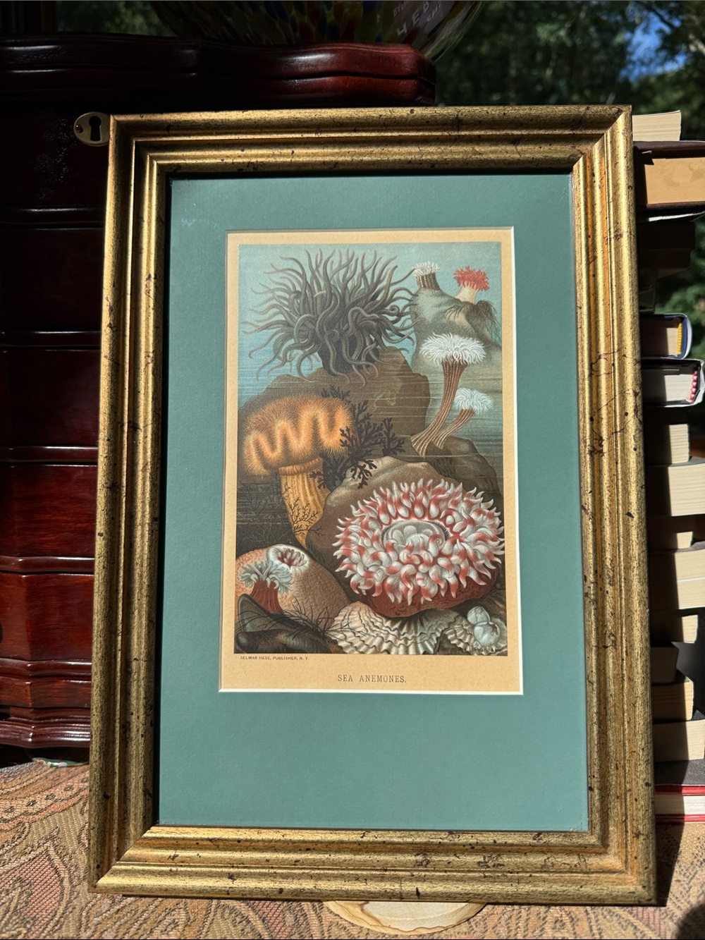 Antique Sea Anemone Print